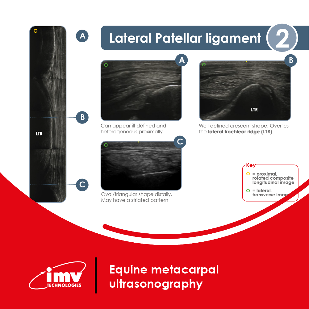 Free Download: Equine Metacarpal and Stifle Ultrasonography Booklet