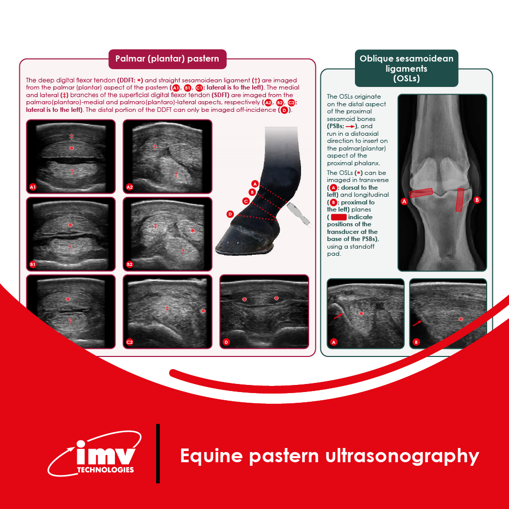 Free Download: Equine Pastern Ultrasonography Guide