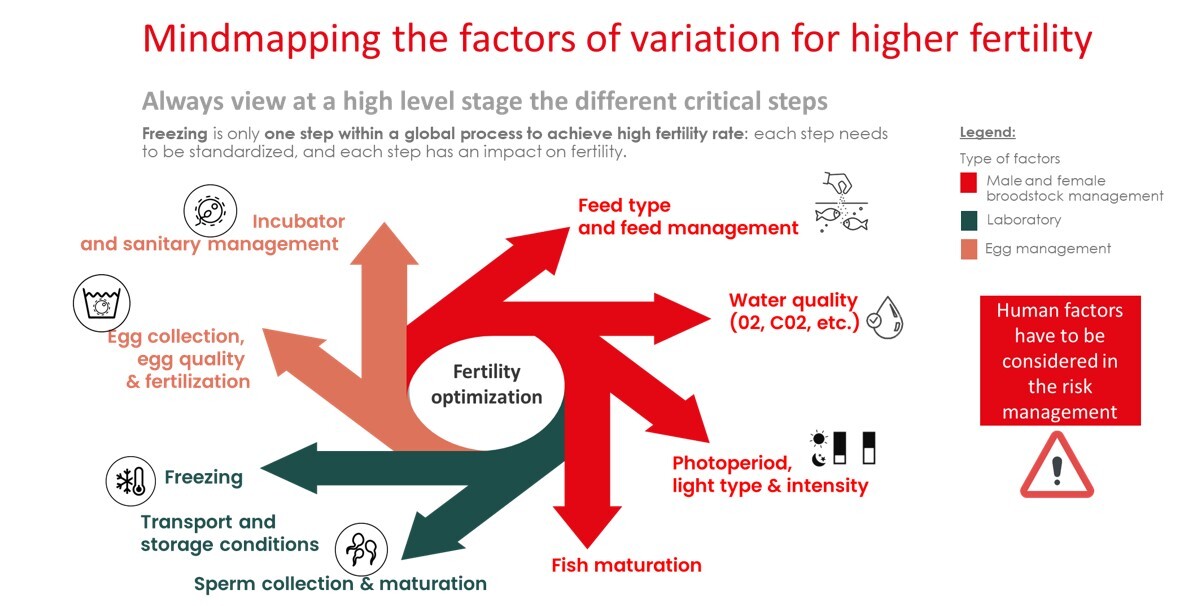 Breaking the ice variation of higher fertility