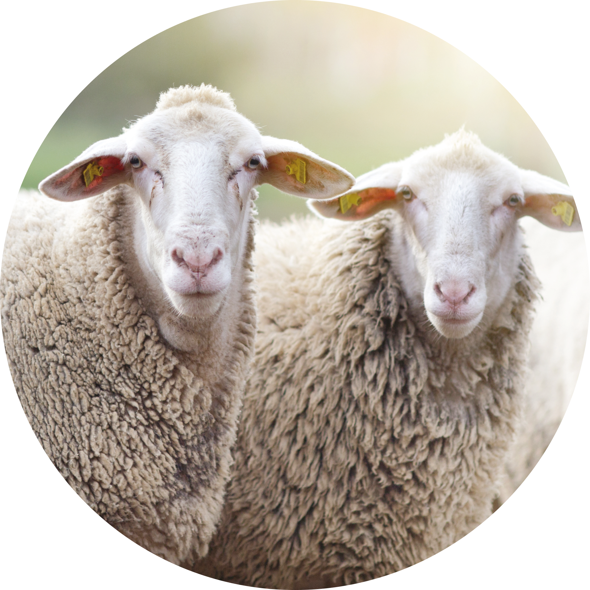 Sheep Pregnancy Scanning Training - 2 days on site - Reference 030655
