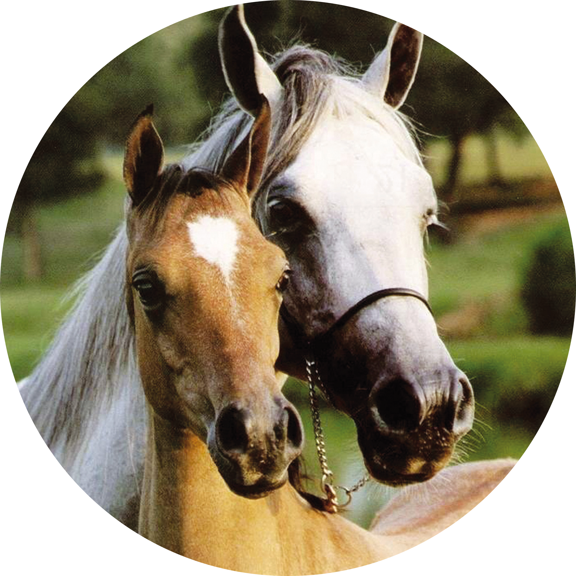 Equine semen processing training - 1 day on site - Reference 023878